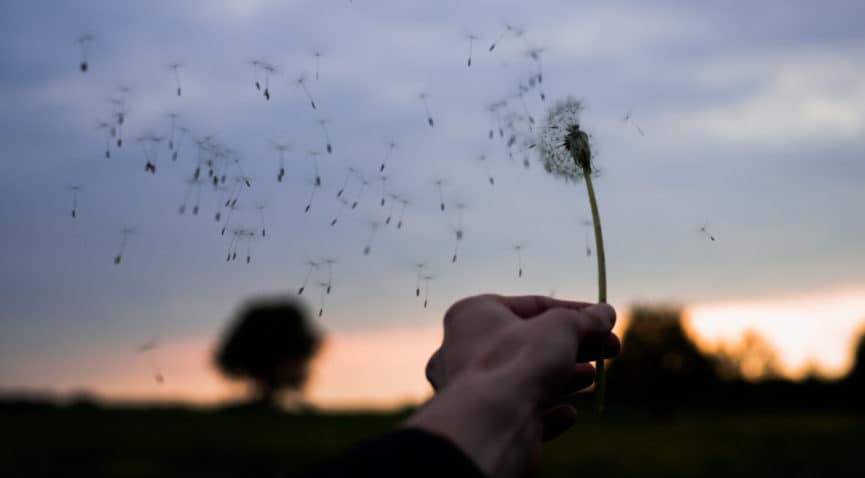 dandelion blowing in the wind