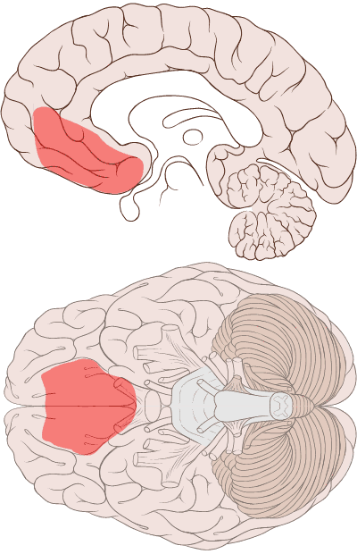 Prefrontal cortex